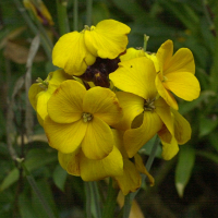 Erysimum_cheiri (Erysimum cheiri)