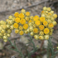 helichrysum_stoechas4md