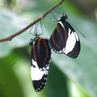 heliconius_cydno2bd