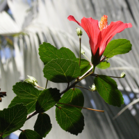 hibiscus_fragilis2md