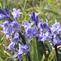 Hyacinthoides_non-scripta ssp. hispanica