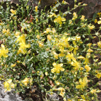 Hypericum olympicum (Millepertuis grec, Millepertuis du Mont Olympe)