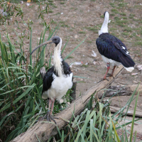 ibis_d-australie_-_threskiornis_spinicollis2sd (Threskiornis spinicollis)