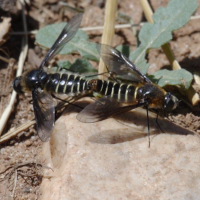 Lomatia belzebul (Lomatie belzebul)