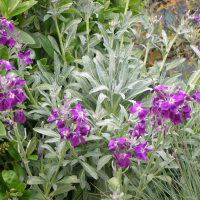 Matthiola incana (Violier, Giroflée rouge)