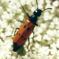 mylabris_quadripunctata1bmd