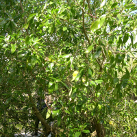 Myoporum laetum (Myoporum, Ngaio tree)