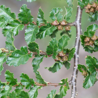 nothofagus_antarctica2md