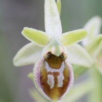 ophrys_virescens5md