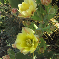 opuntia_dillenii4md