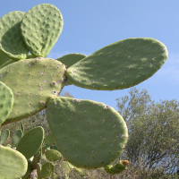 opuntia_ficus-indica5md