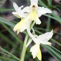 orchis_pauciflora2md