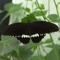 Papilio polytes (Common mormon, Mormon commun, Voilier commun)
