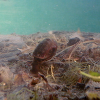 Planorbarius corneus (Planorbe des étangs)