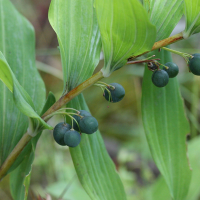 polygonatum_multiflorum5md