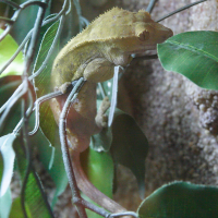 Correlophus ciliatus (Gecko à crête)