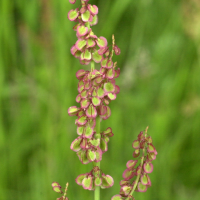 rumex_acetosa4md