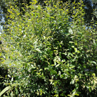 salix_caprea7md