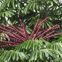 Schefflera actinophylla (Arbre ombrelle)