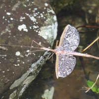 Sipyloidea sipylus (Phasme ailé de Madagascar)