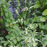 Torilis japonica (Torilis anthrisque, Grattau)