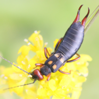 anechura_bipunctata2md (Anechura bipunctata)