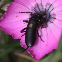 anechura_bipunctata3bd (Anechura bipunctata)