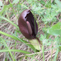 arum_elongatum3bd (Arum elongatum)