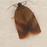 Cacoecimorpha pronubana (Tordeuse)