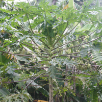 carica_papaya5md