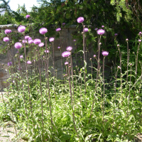 Cirsium heterophyllum (Cirse à feuilles variables, Cirse mélancolique)