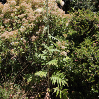 Cirsium subcoriaceum (Cirse, "Cardo santo" (chardon saint))
