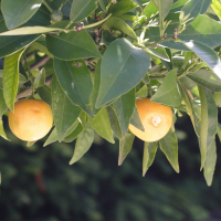 citrus_reticulata_clementine2md (Citrus reticulata 'clémentine')