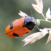 clytra_laeviuscula3md (Clytra laeviuscula)