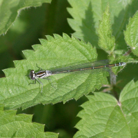 coenagrion_puella6bd (Coenagrion puella)