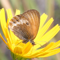 coenonympha_darwiniana2md (Coenonympha darwiniana)