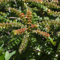 comocladia_dodonaea2md (Comocladia dodonaea)