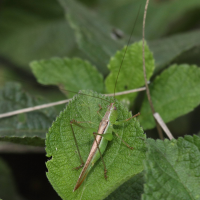 Conocephalus iris (Conocéphale)