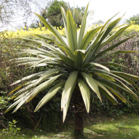 cordyline_indivisa2md (Cordyline indivisa)