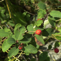 cotoneaster_integerrimus2md (Cotoneaster integerrimus)