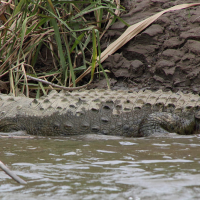 crocodylus_acutus2md