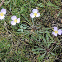 Damasonium alisma (Étoile d'eau, Damasonie étoilée)