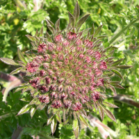 daucus_carota_gummifer3md (Daucus carota ssp. gummifer)