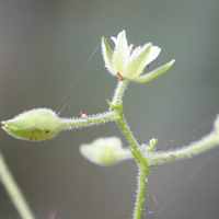 drymaria_cordata5md (Drymaria cordata)