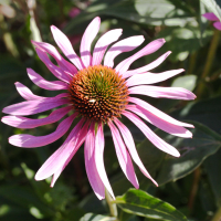 echinacea_angustifolia2md (Echinacea angustifolia)