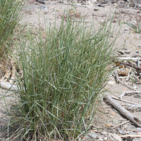 Elytrigia_juncea ssp. juncea (Elytrigia juncea ssp. juncea)