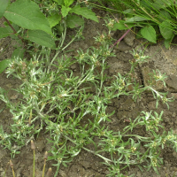 Gnaphalium uliginosum (Gnaphale des marais, Immortelle des marais)