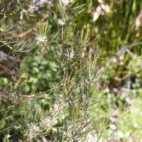 Hakea microphylla (Hakéa)