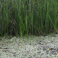 Hydrocharis morsus-ranae (Petit nénuphar, Grenouillette, Morène des grenouilles)