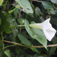 ipomoea_alba2md